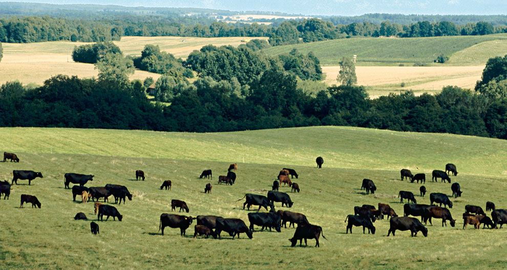 A herd of cattle grazes on a grassy hillside, with a backdrop of a forested valley and distant mountains.