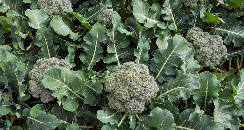 A close-up view of broccoli plants with green leaves and small, greenish-white florets.