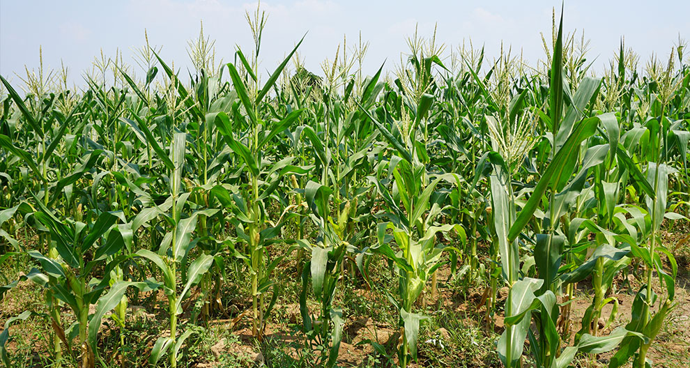 A field of corn plants with green leaves and yellow tassels.