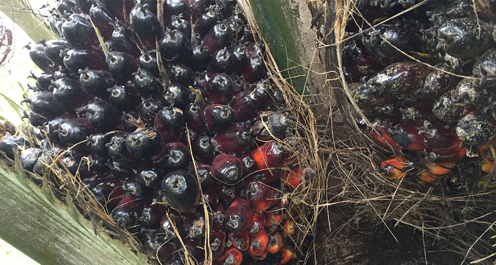 A close-up view of a cluster of dark, shiny, and reddish fruits attached to a tree.