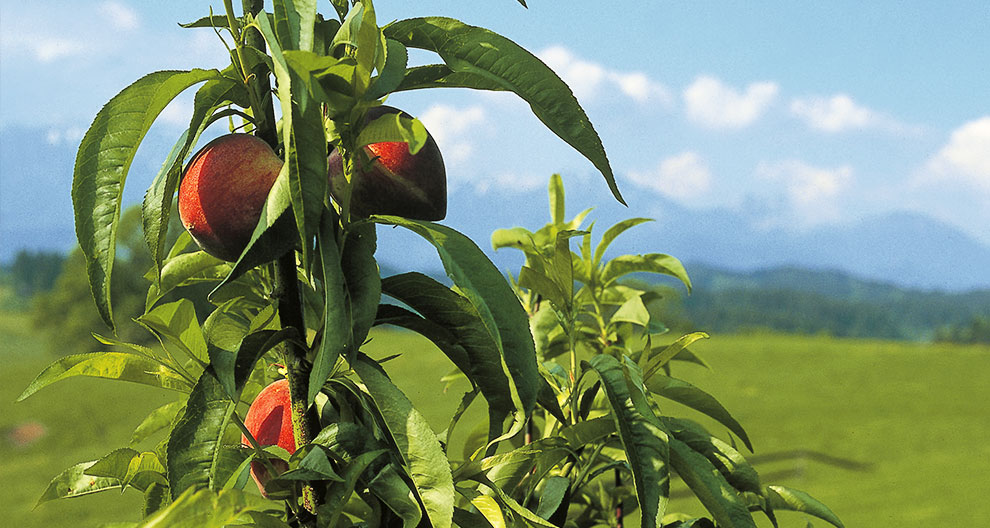 A ripe fruit hangs from a tree branch amidst lush green leaves, with a vast landscape and distant mountains in the background.