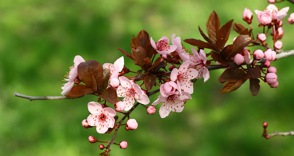 A branch of a flowering tree with pink blossoms and brown leaves against a green background.