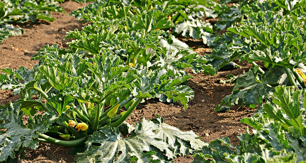 A close-up view of green plants with yellow flowers growing in a field.